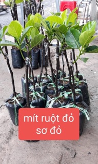 Mít ruột đỏ sơ đỏ