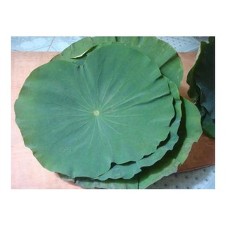 Lá sen tươi đóng bịch 1 kg