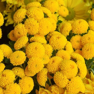Gói 0.2gr hạt giống hoa cúc mini vàng gold