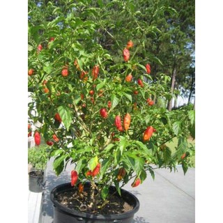 100H- Hạt giống ớt Bhut Jolokia siêu cay