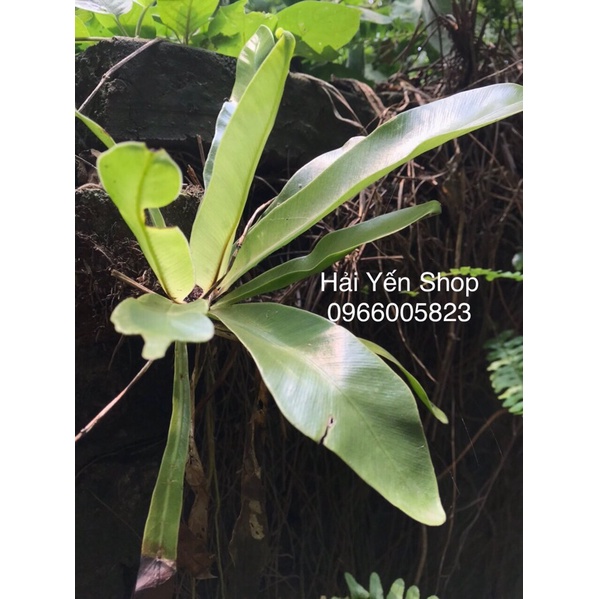 Cây Tổ Quạ làm cảnh xanh đẹp