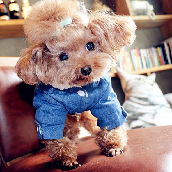 Áo khoác denim thiết kế thời trang cho thú cưng a2905