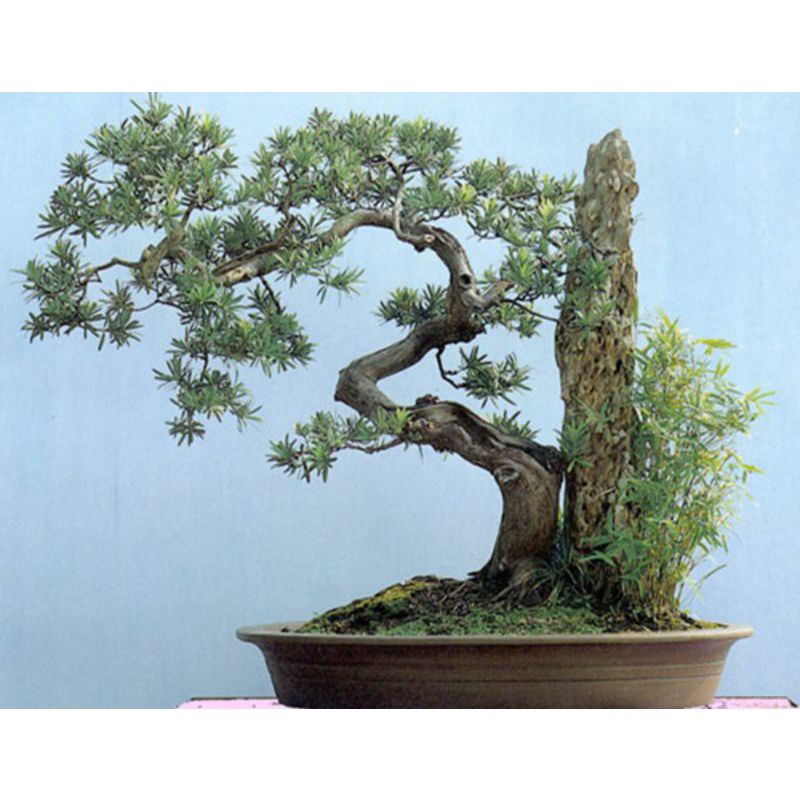 CÂY GIỐNG TÙNG LA HÁN PHONG THỦY
