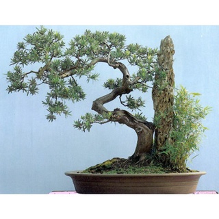 CÂY GIỐNG TÙNG LA HÁN  PHONG THỦY
