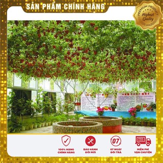 Hạt Giống Cà Chua Leo Giàn (4 hạt)