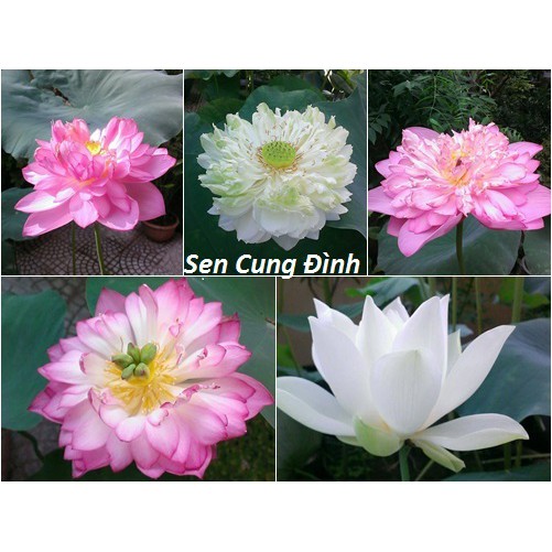 5Hạt Giống Sen Cung Đình