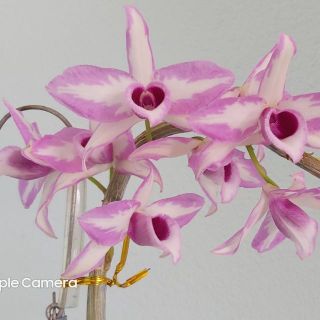 Cây giống lan giả hạc chớp Mỹ gieo hạt