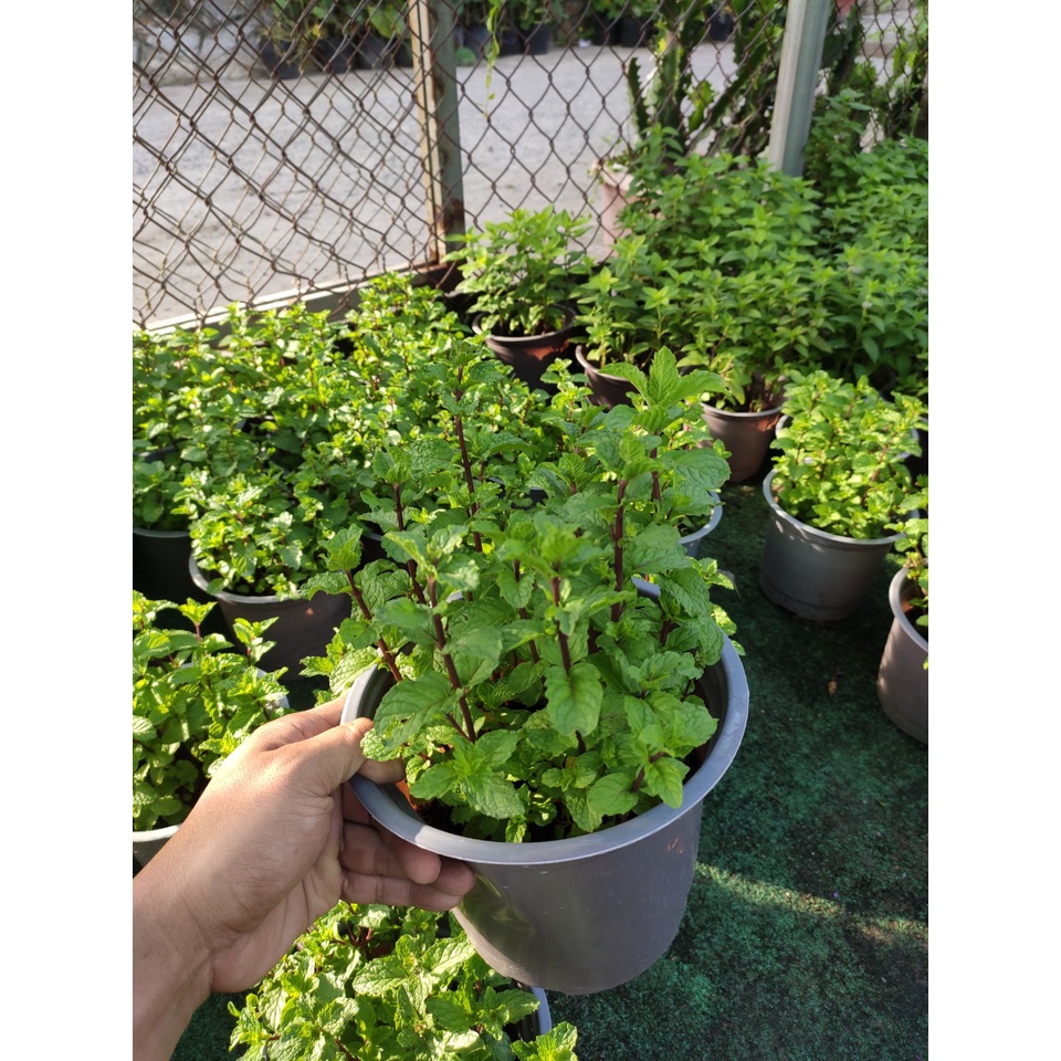 cây húng lũi bạc hà âu - húng lủi - rau thơm  tên khoa học Mentha crispa L.