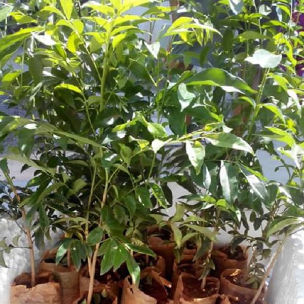 Cây giống Mắc mật cao 60-70cm đã trồng thuần, rễ khỏe, bao sống