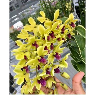 Dendro Nắng Chớp Vàng Thongchai Gold