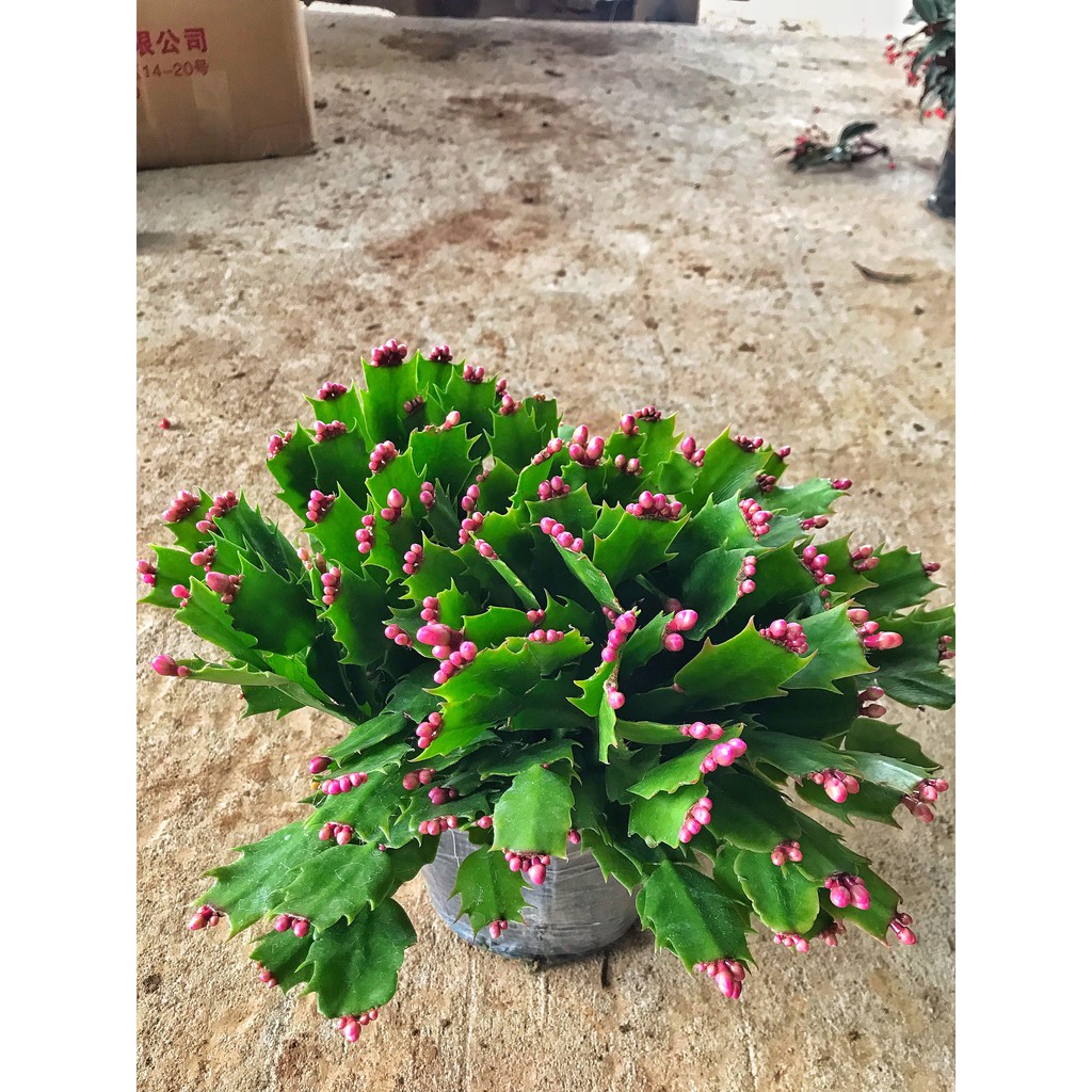 Cây lan càng cua cao 15cm bụi to khỏe hoa nở bắt mắt dễ chăm sóc thích hợp trang trí nội thất
