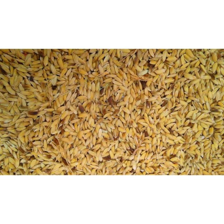 Hạt lúa (thóc) cho chim/gà hoặc ươm nảy mầm