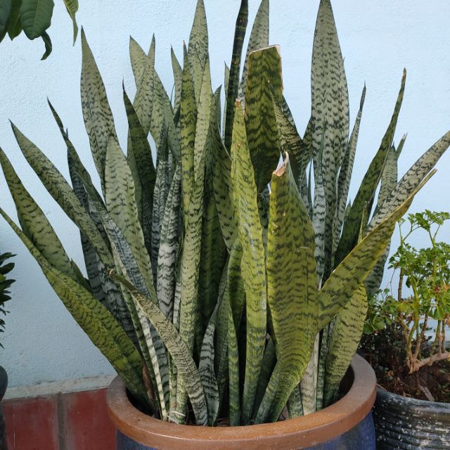 Lưỡi Hổ Xanh Cao