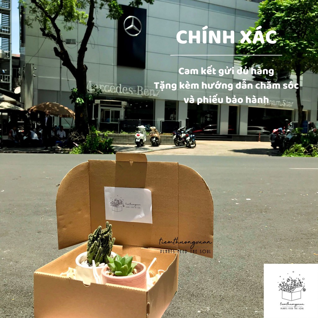 Cloudy Box - Combo sen đá, xương rồng - Quà sinh nhật