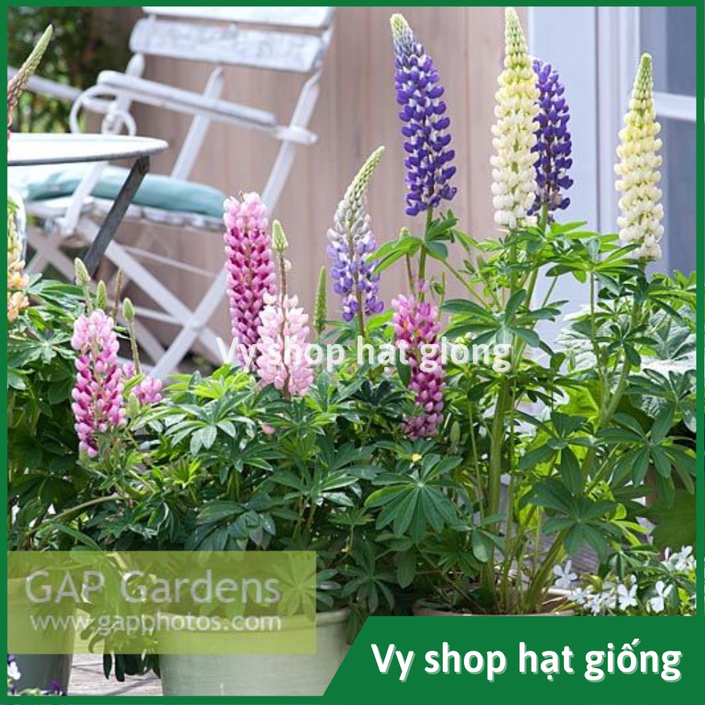 Hạt giống hoa đậu Lupin - Lupinus Micranthus mix màu gói 50 hạt