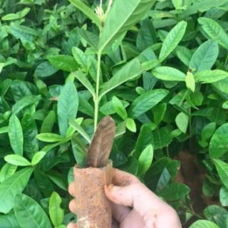Cây giống mẫu đơn