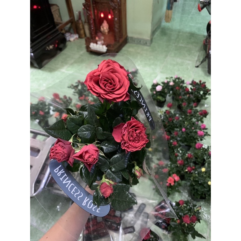 Chậu hoa hồng tezza