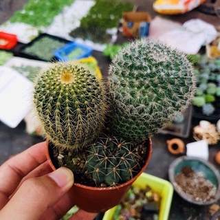 cây xương rồng (cây gửi ngẫu nhiên , khác nhau )