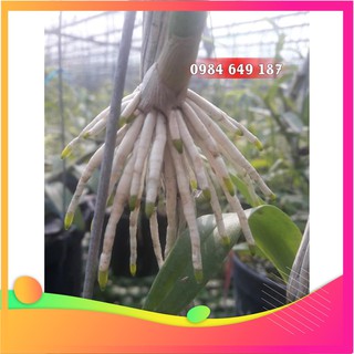 [Hàng chuẩn zin]THUỐC KÍCH THÍCH RA RỄ CỰC MẠNHSUPER ROOTS 3M 100gr