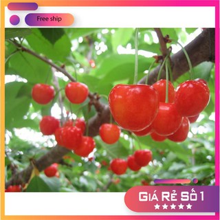 HẠT GIỐNG QUẢ CHERY (ANH ĐÀO) - 10 hạt LUCKY.VN