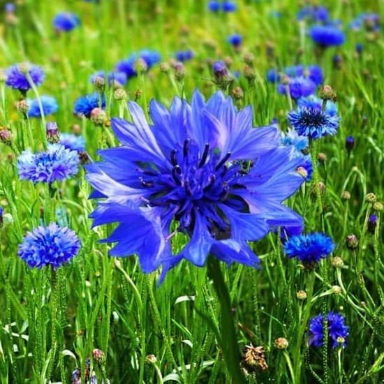 Hạt Giống Trúc Mai Xanh F1 Loại Siêu Dễ Trồng Dễ Chăm Sóc kháng sâu bệnh [gói 50gram,100gram,200gram]