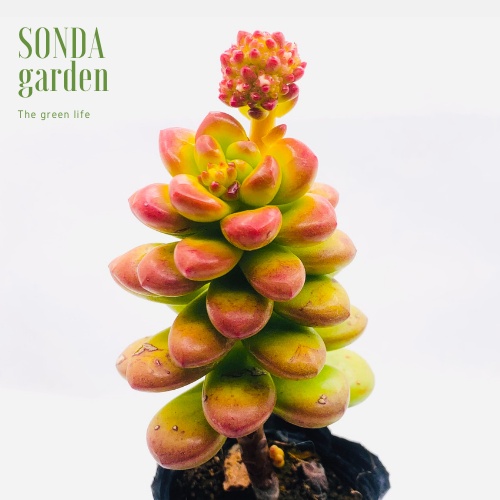 Sen đá chilli cheese full nắng mưa SONDA GARDEN size bé 5-8cm, xuất xứ Đà Lạt, khoẻ đẹp, lỗi 1 đổi 1