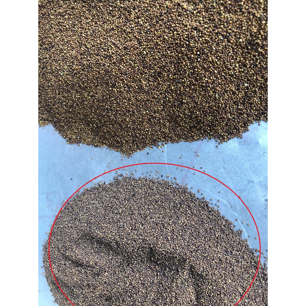 THỎ TI TỬ loại thường (giá /1kg, SỈ theo số lượng) - Thảo Mộc Tuệ Minh