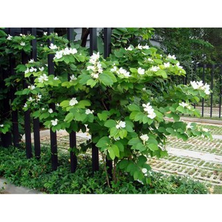 cây Hoa Ban Trắng giống (cây móng bò)