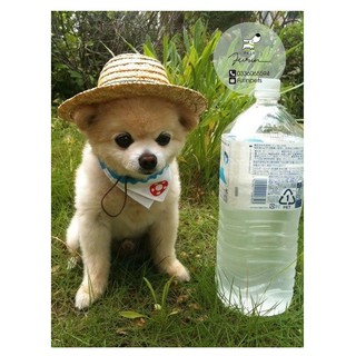 Mũ rơm cho chó mèo