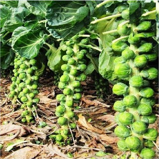 Hạt giống bắp cải tí hon xanh ( 50 hạt/gói tặng gói kich mầm hạt ) - Seeds2