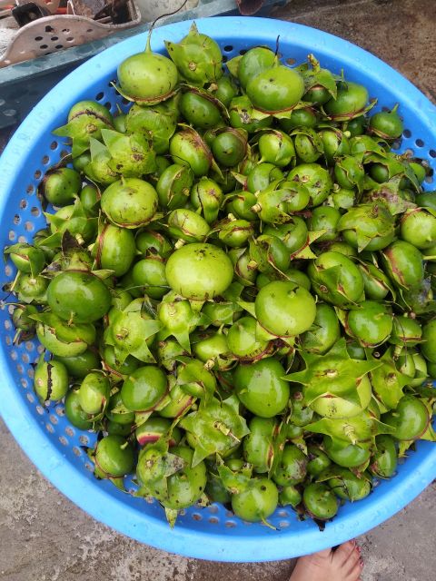 KM- Quả bần tươi tại thái bình