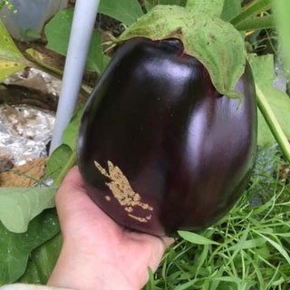 Hạt giống cà tím đen tròn ( cà bát đen)