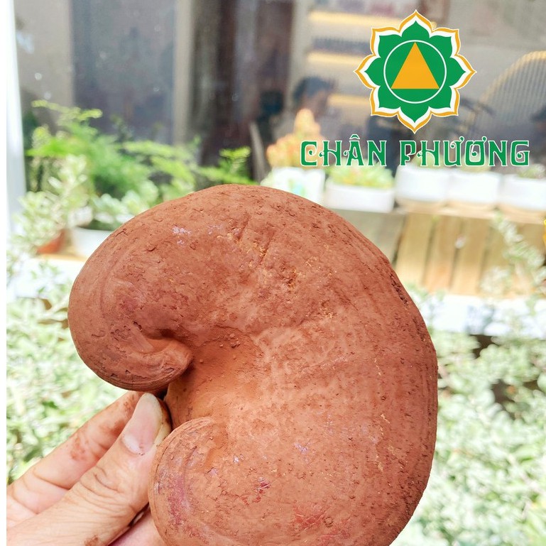 Nấm linh chi đỏ cao cấp Việt Nam 500g(nguyên bào tử) trồng và thu hoạch tại trại Nấm linh chi Chân Phương