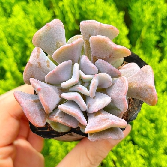 Sen đá cúc tím 5-7cm - Vườn sen đá