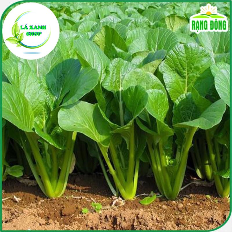 Hạt Giống Cải Ngọt Giòn, Cây To, Năng Suất Cao, Dễ Trồng (gói 20 gram) - Hạt giống Rạng Đông