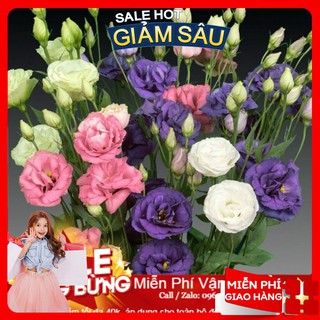 Hạt Giống Hoa Cát Tường - 5 Hạt / Gói