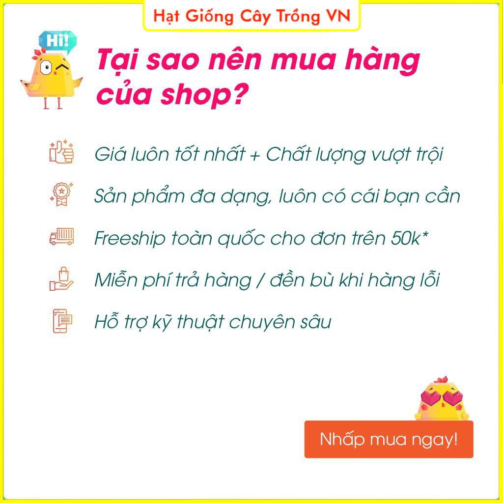 Hạt giống Nho Lùn Trái Đen - Hạt giống Sao Việt