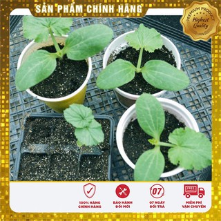Hạt giống quả Mướp Rắn Mướp Nhật Dài ( gói 05 hạt)