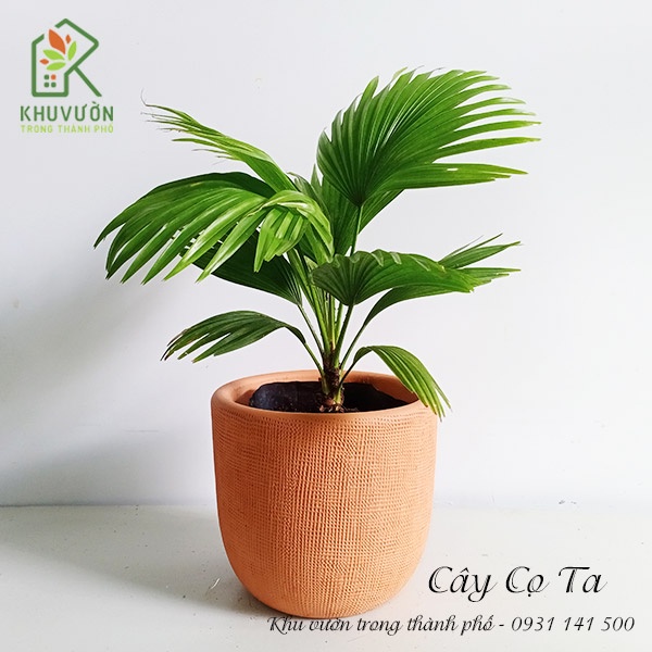 Cây cọ ta để bàn - đã gồm chậu (chỉ giao hỏa tốc)