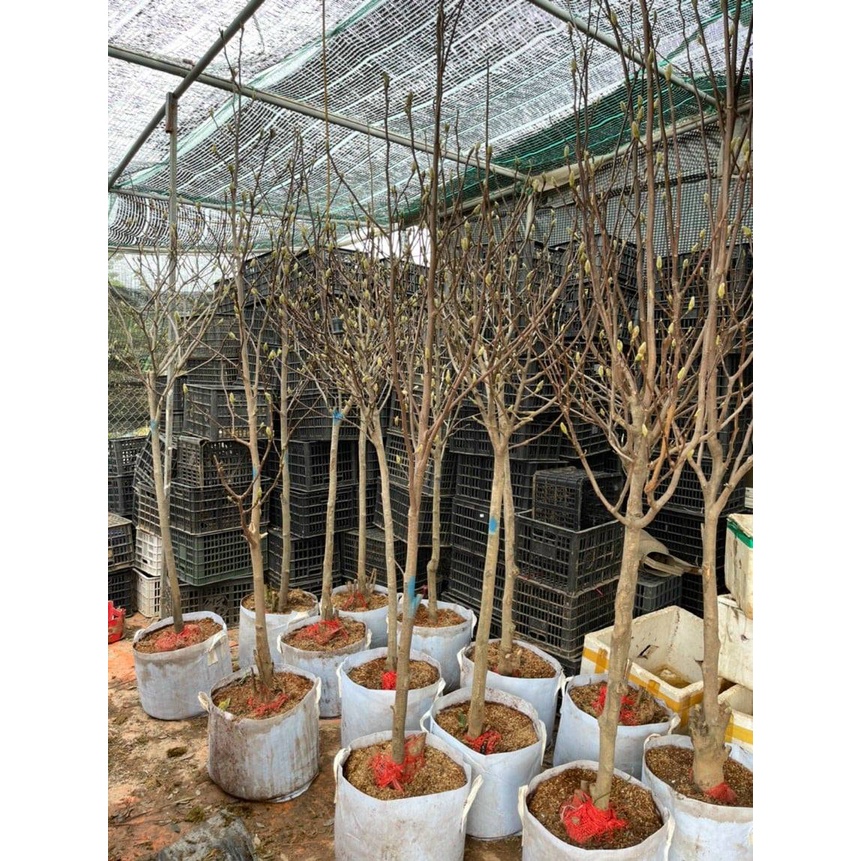 CÂY HOA MỘC LAN LỚN ĐANG NỤ