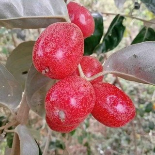 cây Cây nhót ngọt  - Cây Giống Nhập Khẩu