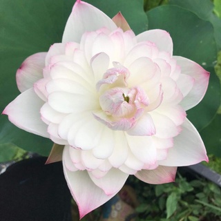 củ sen super giống