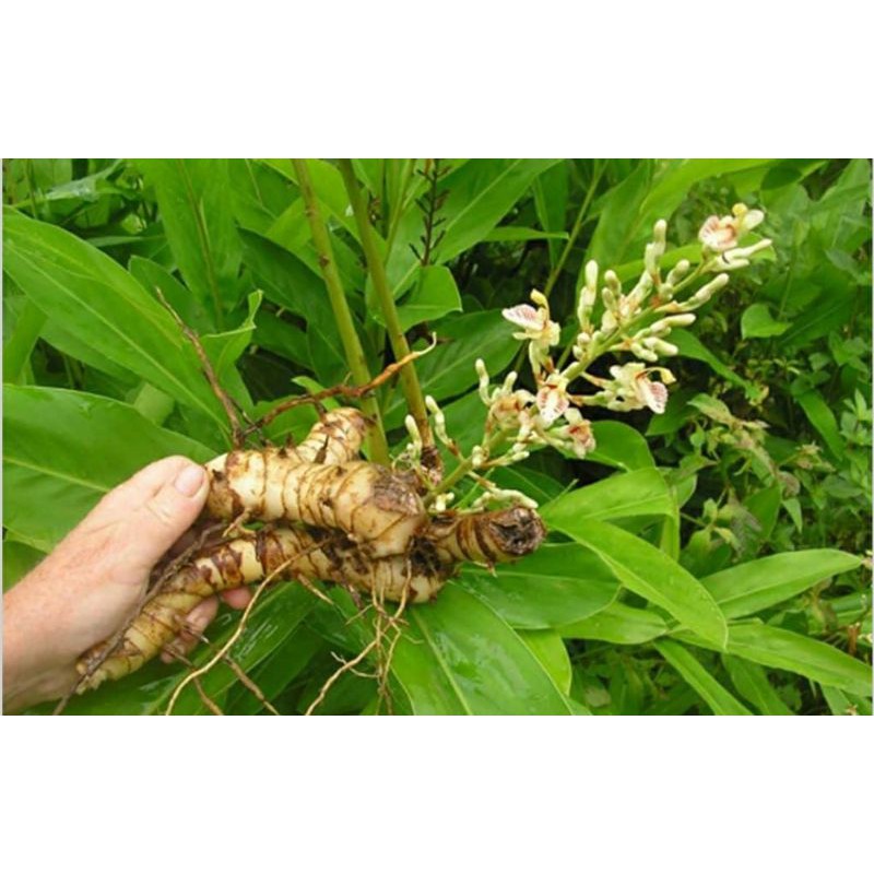 cây riềng làm giống