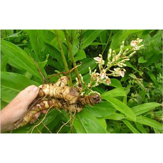 cây riềng làm giống