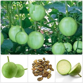 Hạt giống dưa hấu nụ - dưa canh - 1 gói 3gram (TẶNG gói kích thích hạt nảy mầm)