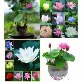 370 gói hạt giống