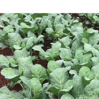 150h Hạt Giống Cải Rổ Siêu Ngon Ngọt Ăn Cả Cây ĐẠI GIẢM GIÁ TẾT
