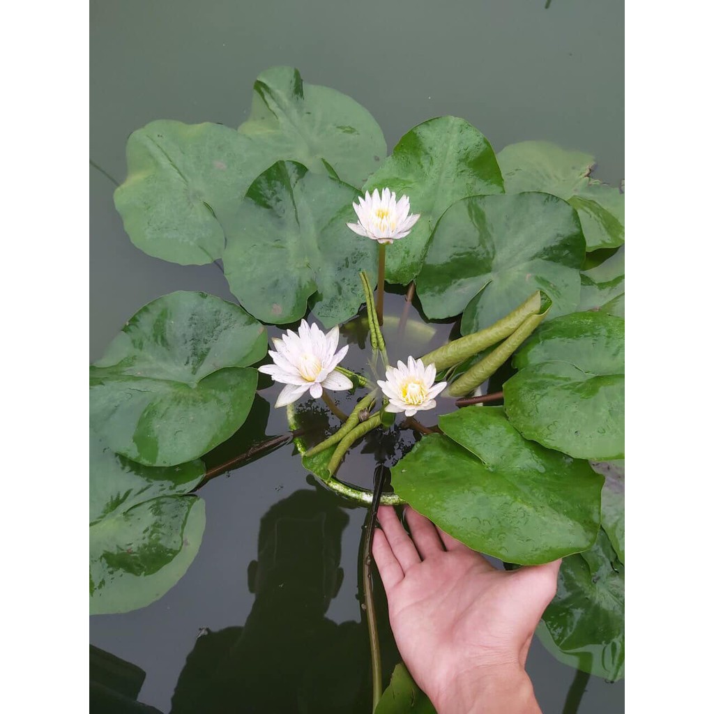 - Cây hoa súng Thái màu trắng