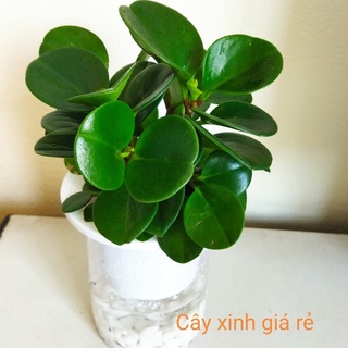 Cây trường sinh (tặng kèm đá trang trí )