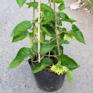 Cây thiên lý ..siêu bông ...thơm nứt mũi